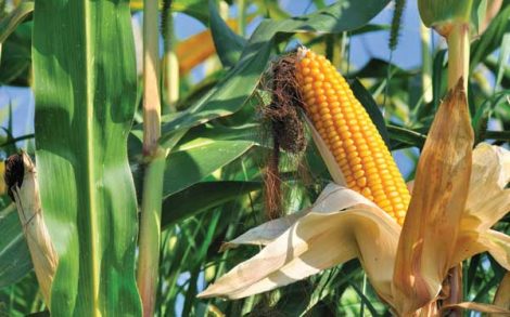 Open-Pollinated Corn Seed Takes Root Image
